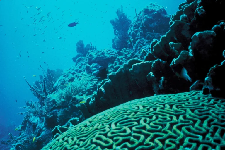 Récif corallien tropical pour préparer plongée et snorkeling