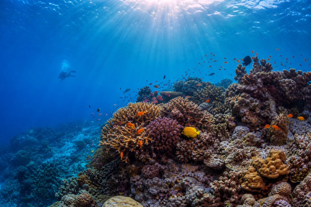 Plongeur au-dessus d’un récif corallien dans une eau claire des Seychelles