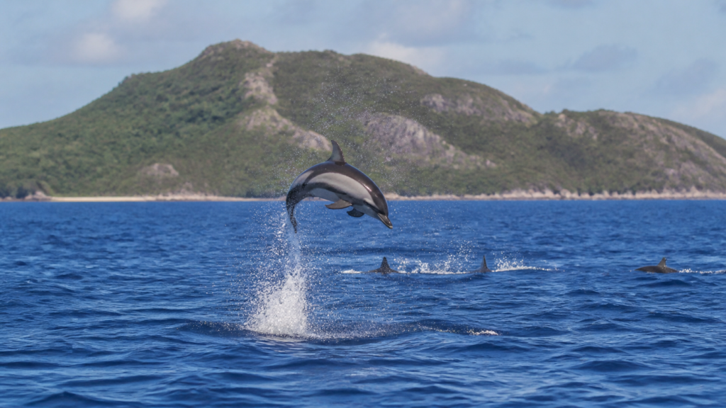 Dauphin à long bec qui saute au-dessus de l'eau au large d'une île des Seychelles.