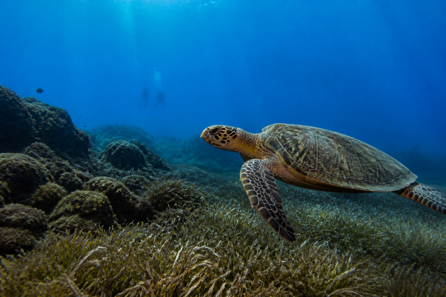 Nageur en retrait d’une tortue marine aux Seychelles