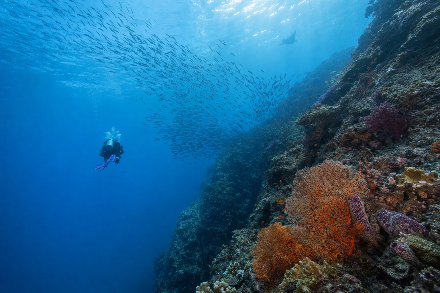 Plongeur près d’un récif profond avec bancs de poissons aux Seychelles