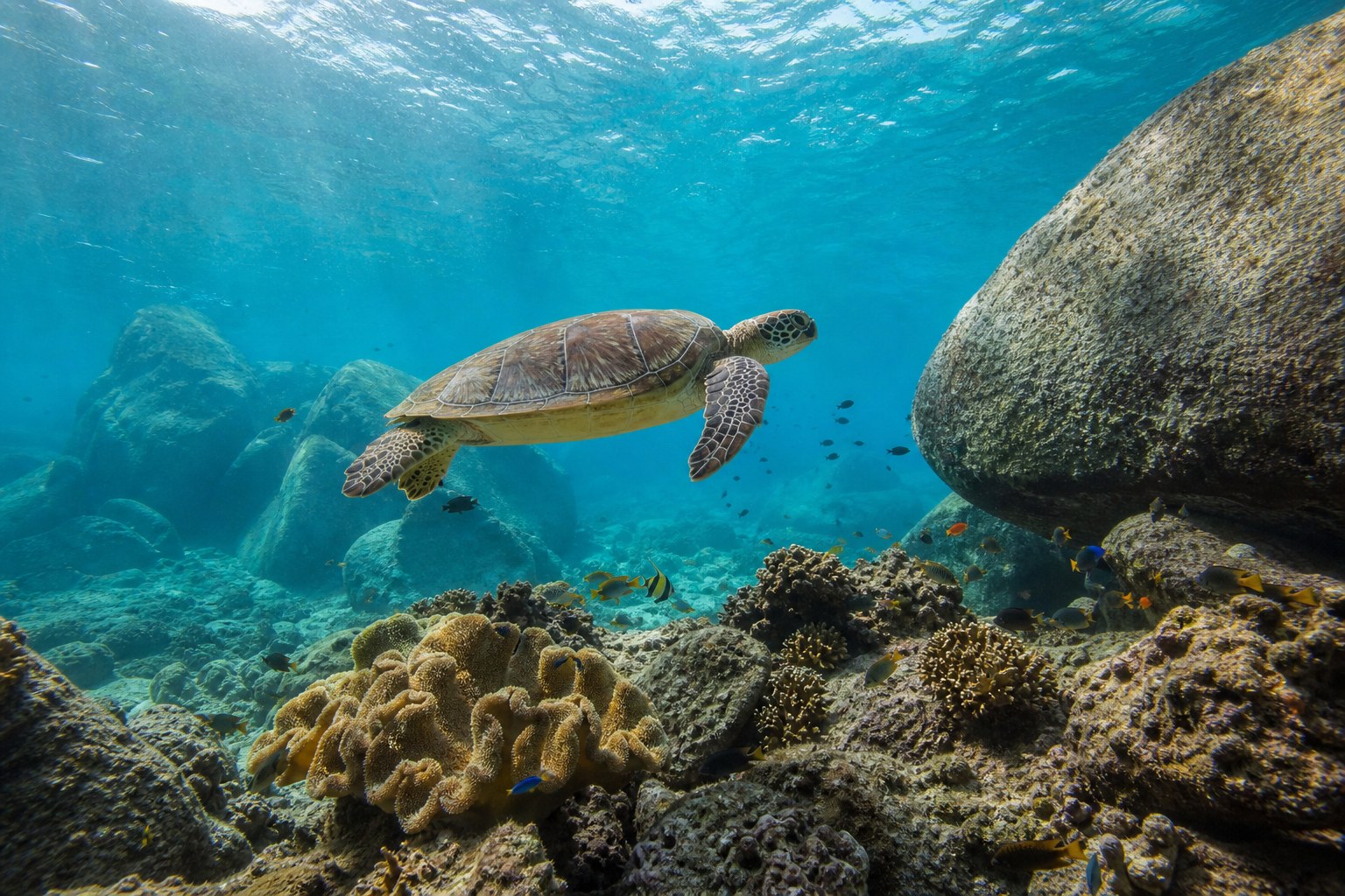 Tortue marine nageant au-dessus d’un récif granitique des Seychelles