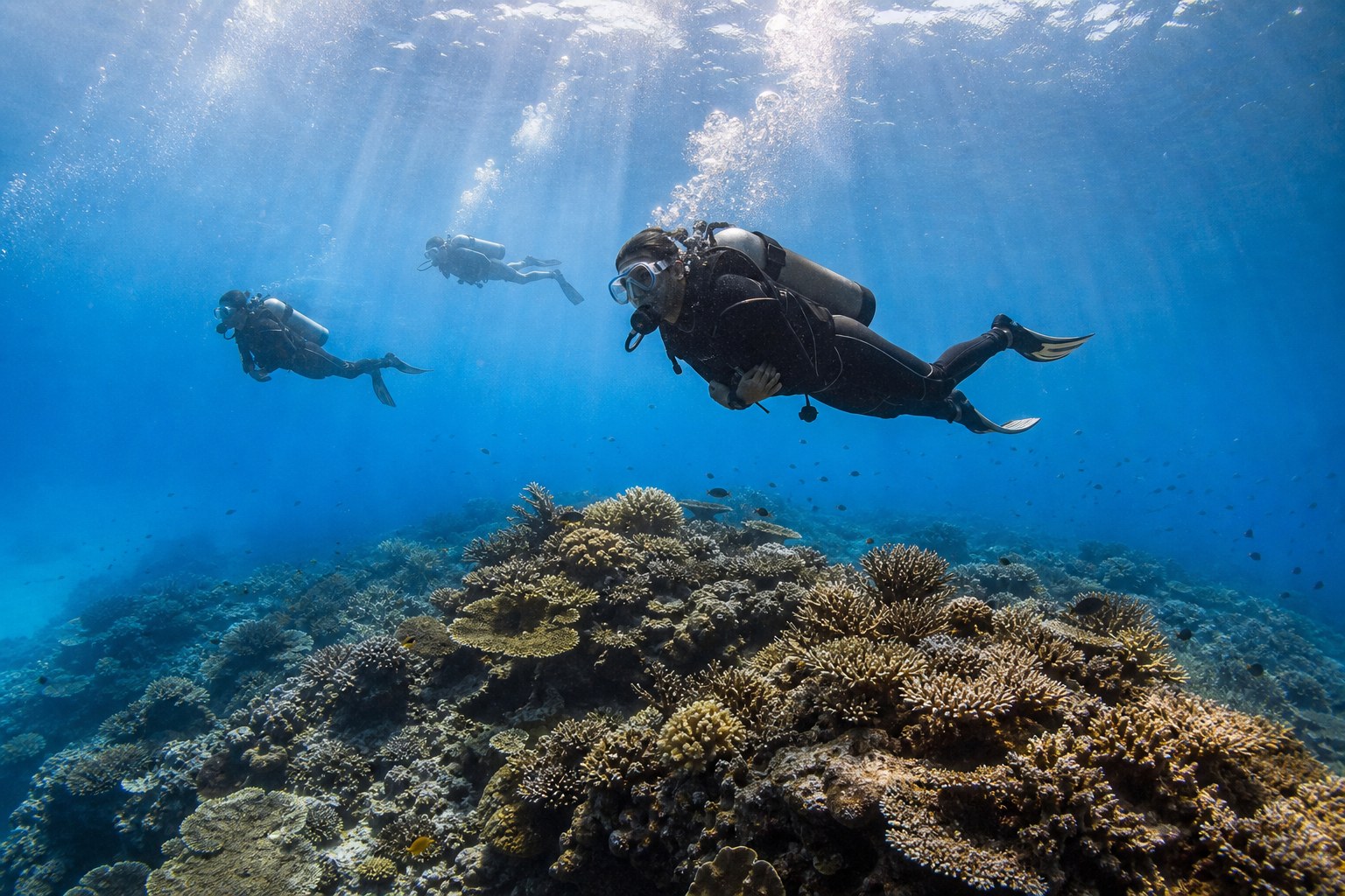 Plongeurs observant un récif tropical dans une eau claire sans toucher le corail