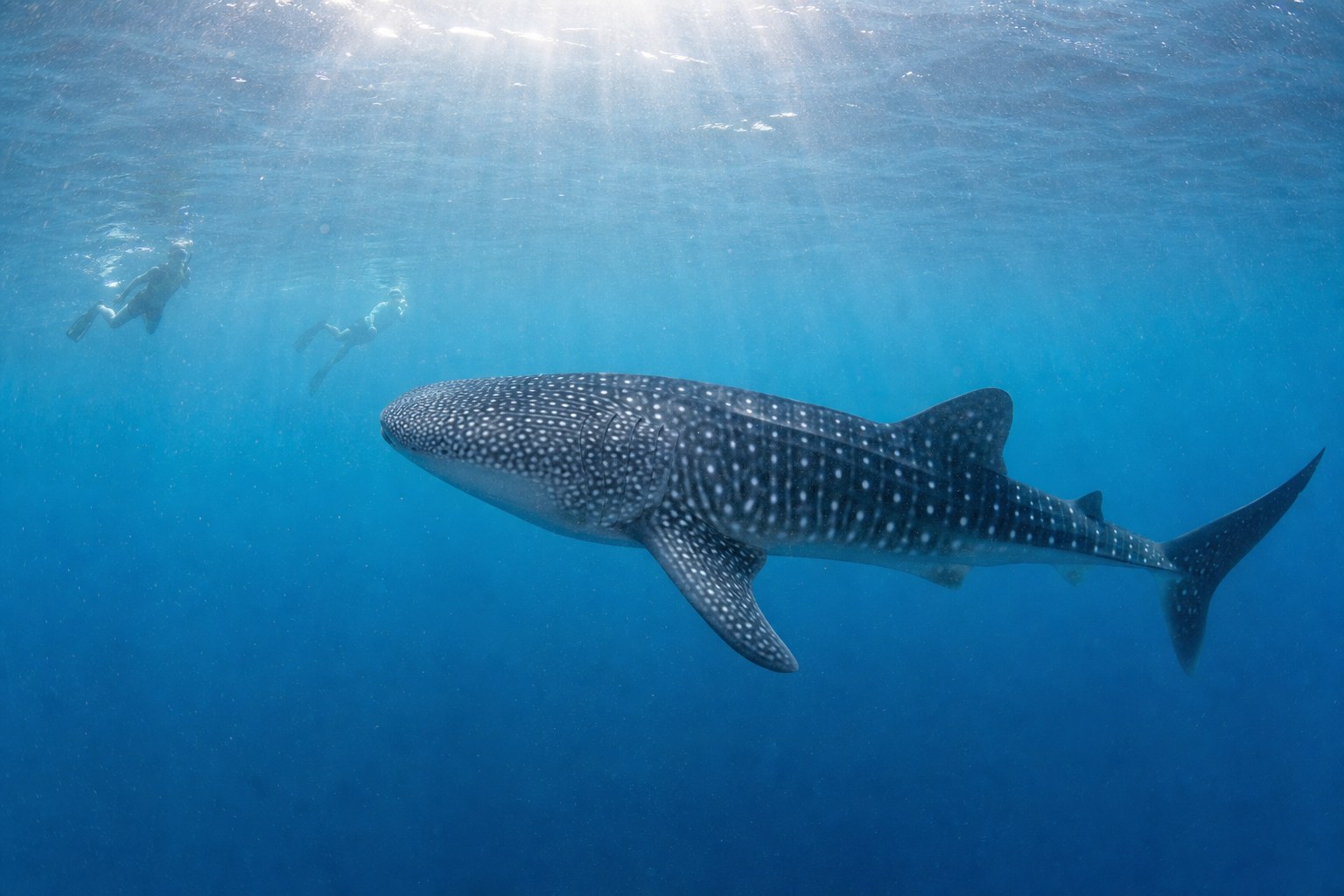 Nageurs observant un requin-baleine à distance respectueuse