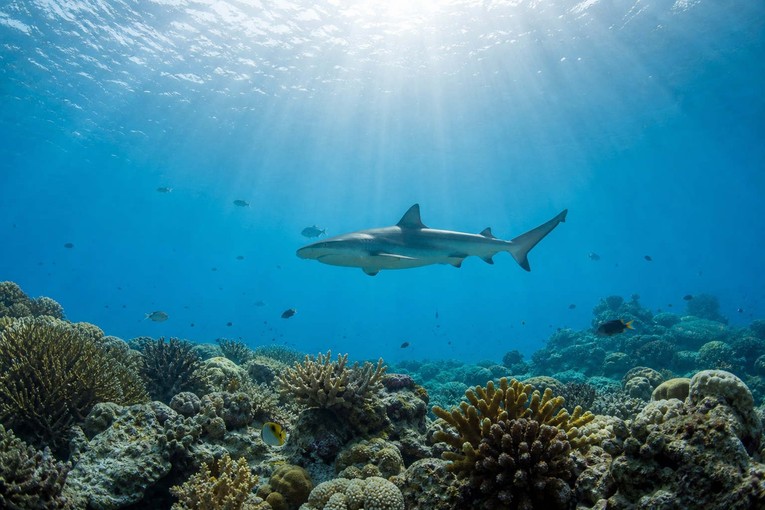 Requin de récif nageant calmement au-dessus d’un récif corallien aux Seychelles