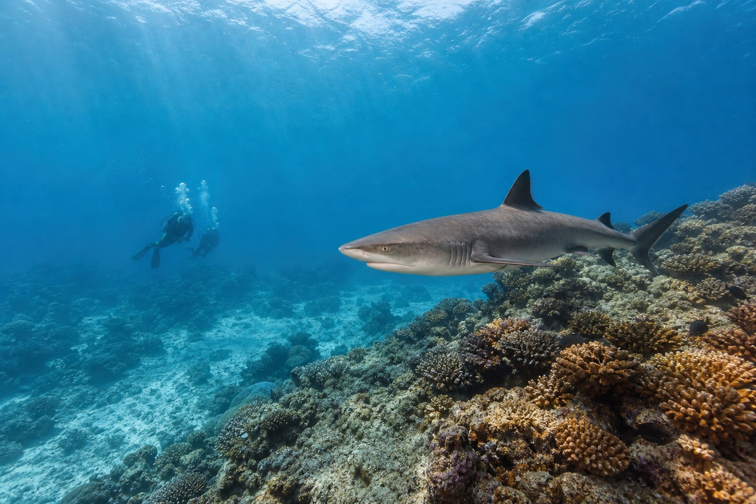 Plongeurs observant un requin de récif à distance responsable