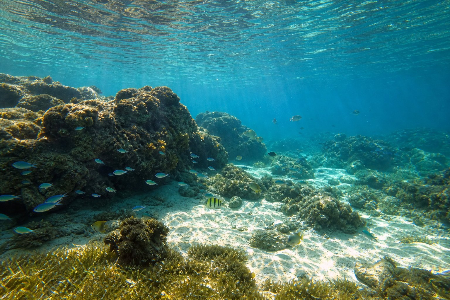 Récif peu profond à Mahé avec poissons tropicaux