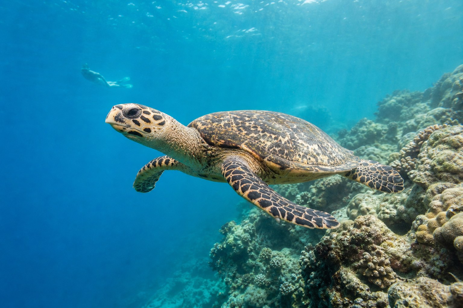 Tortue marine observée par un snorkeler à distance responsable