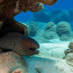 Murènes aux Seychelles : identification, observation et bons réflexes