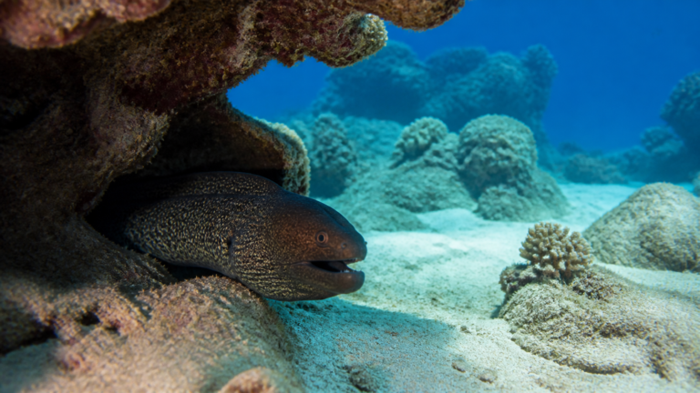 Murène sombre aux motifs discrets sortant la tête d'une crevasse corallienne dans une eau claire turquoise des Seychelles