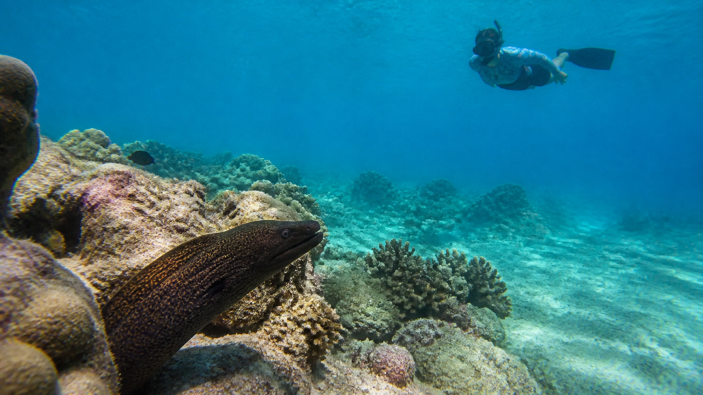 Plongeur en apnée observant une murène de récif à distance de sécurité sur un fond corallien éclairé des Seychelles