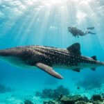 Requins-baleines aux Seychelles : saison, spots et règles d&rsquo;observation