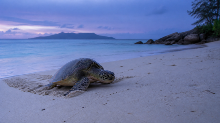 Tortue verte remontant une plage de sable blanc aux Seychelles au crépuscule