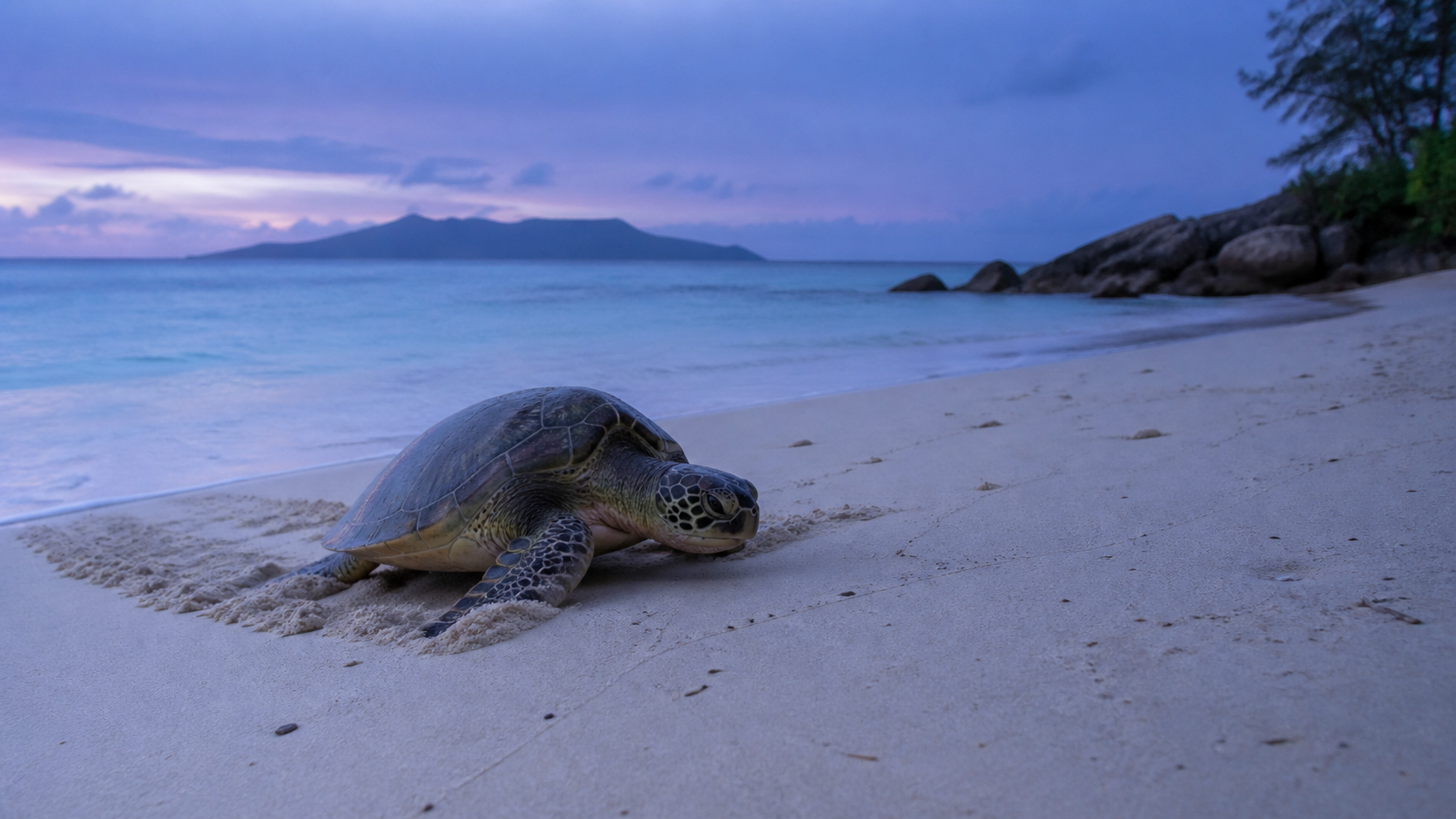 Ponte des tortues aux Seychelles : saison, plages et règles d’observation