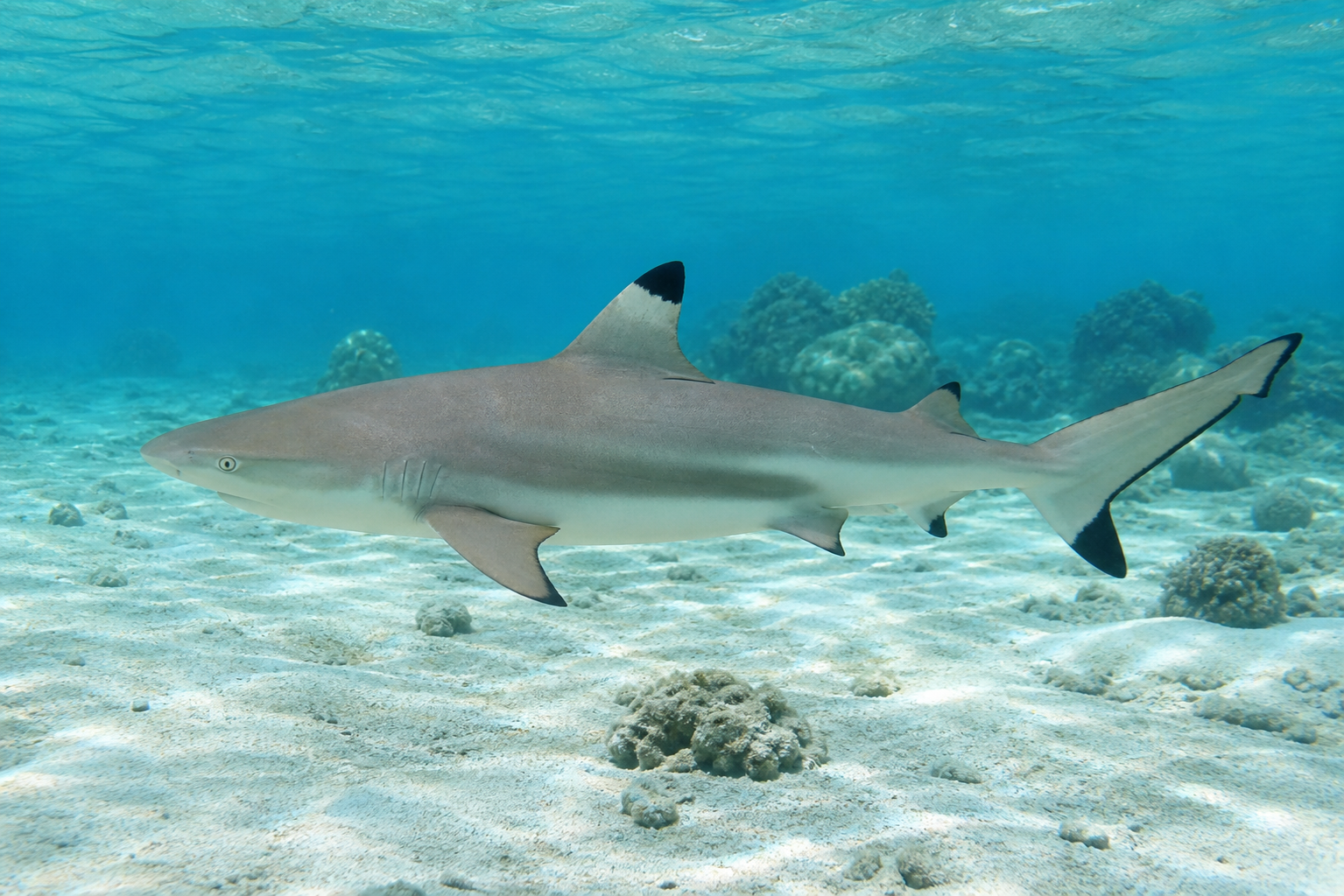 Requin pointe noire aux Seychelles : identification et observation