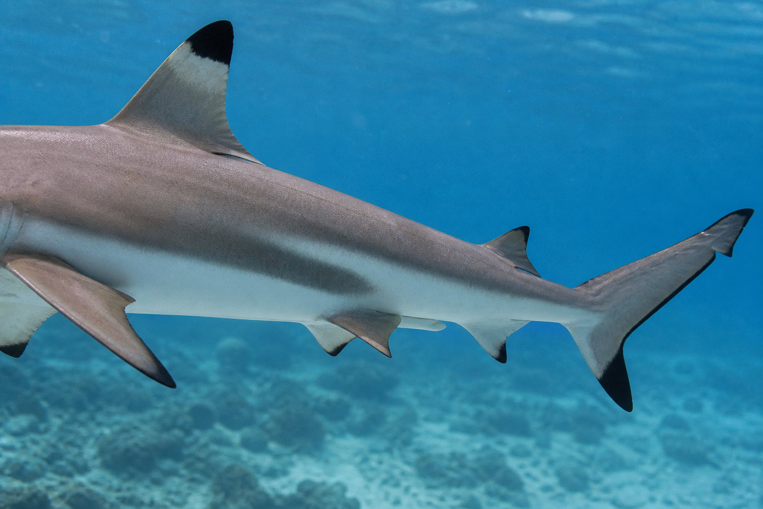 Vue rapprochée d'un requin pointe noire montrant la pointe sombre de la nageoire dorsale et de la nageoire caudale.