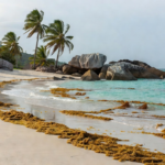 Sargassum aux Seychelles : plages exposées, meilleures dates et 5 réflexes pour 2026